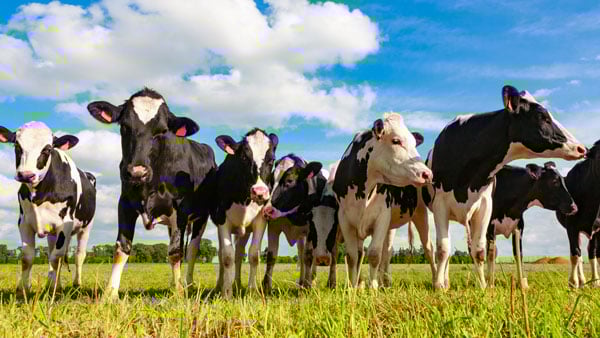 Webinar: How to Harness Industry Resources for Food Safety Excellence